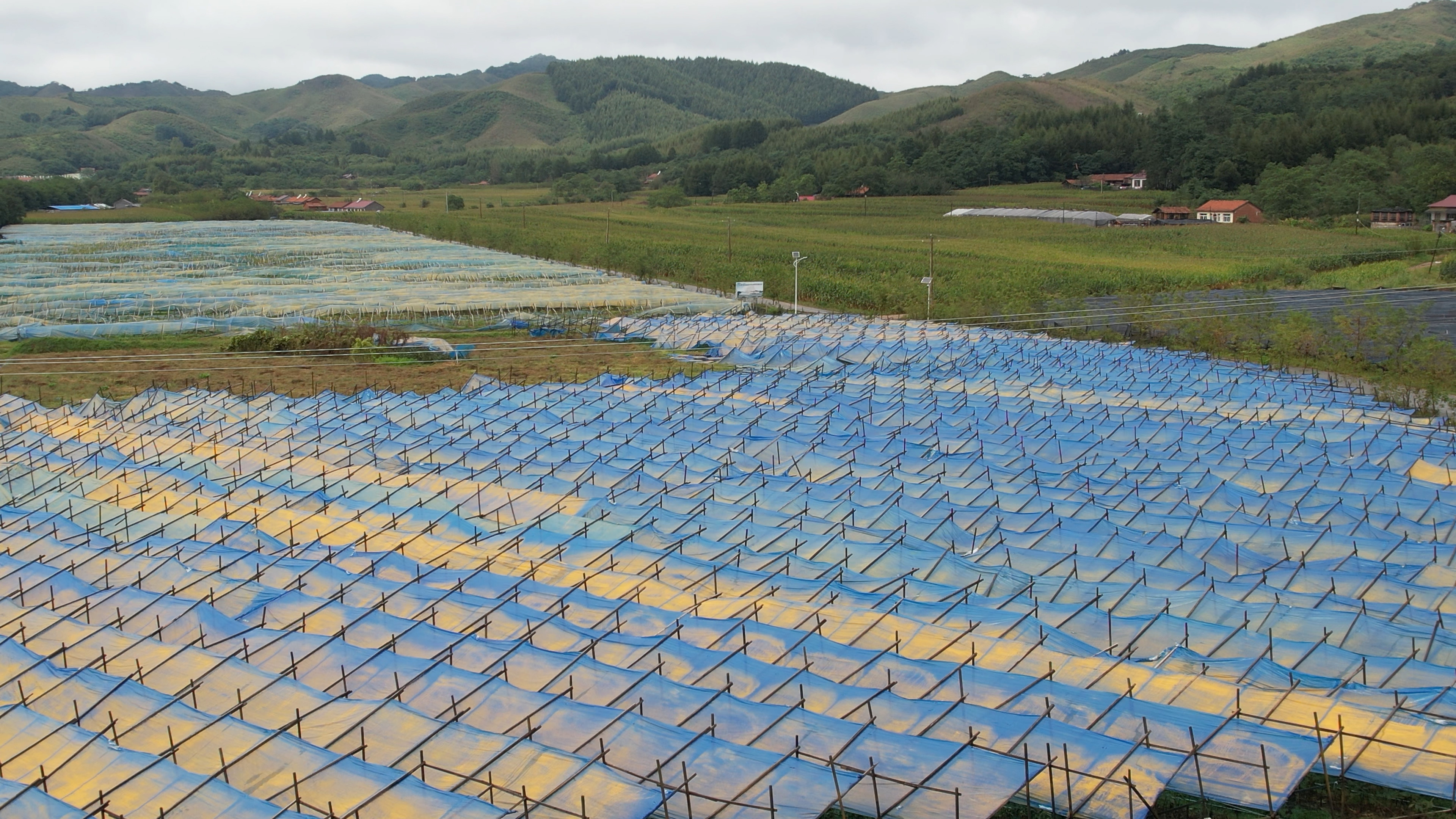 漢參種植基地.jpg