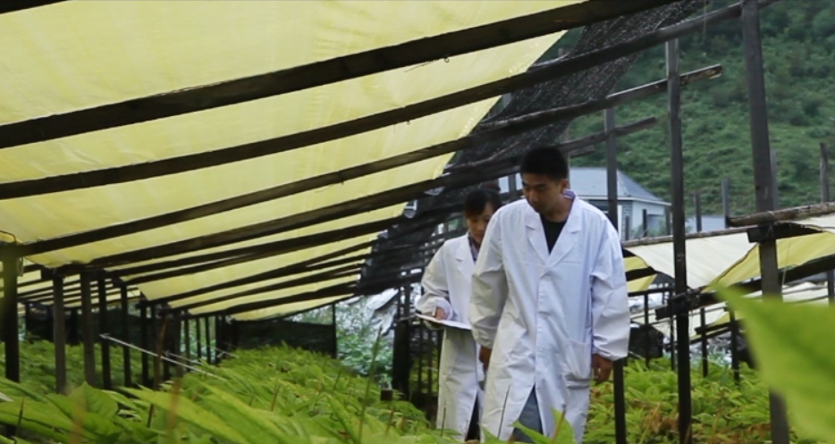 漢參種植者們?nèi)粘Ｌ镩g管理.png